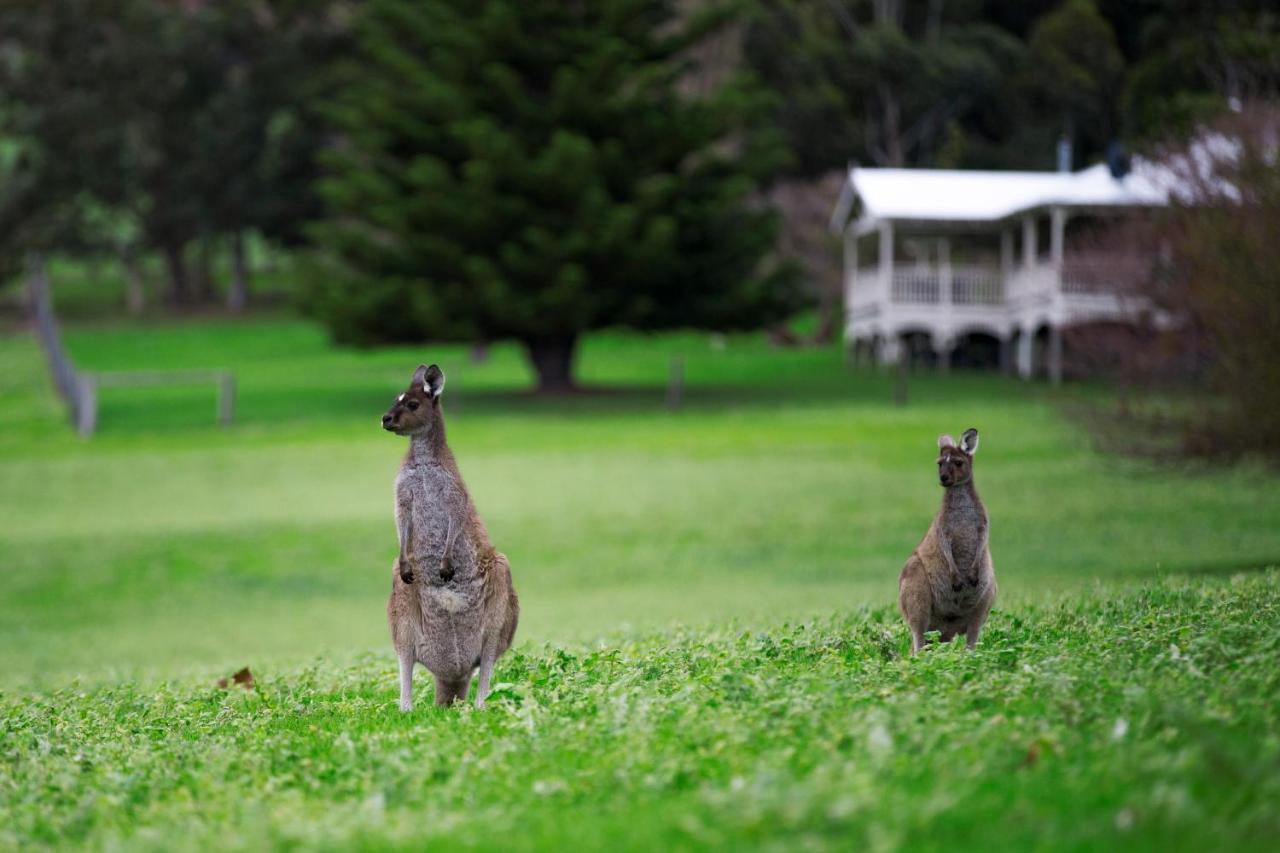 Barn Hives Yallingup Bagian luar foto